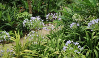 百子莲的花语和寓意（百子莲的花语和寓意和象征）