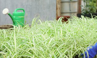 文竹是酸性还是碱性土壤