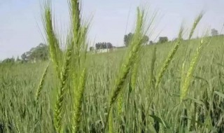 小麦拔节期可以打除草剂吗（小麦拔节能打除草剂吗）