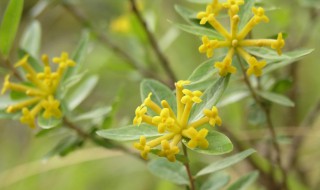 中药南岭荛花的功效与作用 菓花 中药