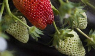 阳台种植草莓的方法步骤（阳台怎样种植草莓）