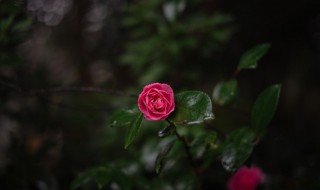 月季花的叶子像什么形状（月季花的叶子像什么形状图片）