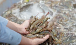 氰戊菊酯迷虾入笼方法 氰戊菊酯可以抓对虾吗