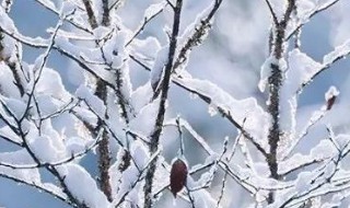 下雪句子表达心情短语（下雪句子表达心情短语图片）