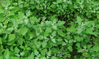 野菜怎么种植（野菜怎么种植视频）