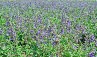 黄芩怎么种 黄芩怎么种植视频