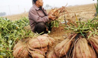 土瓜应怎么种植 土瓜应怎么种植产量高