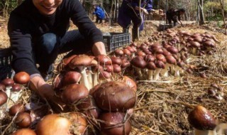 菌菇怎么种植（三黄菌菇怎么种植）