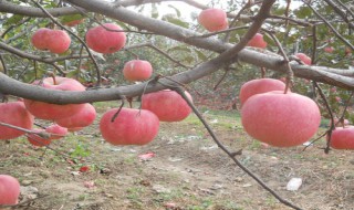 自根砧苹果苗木标准（苹果苗自根砧什么意思）