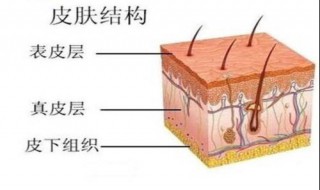 皮肤角质层薄如何护理 角质层薄怎样护肤