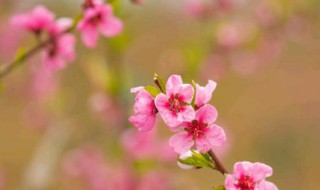 桃花的习性及特点 桃花生长的特点