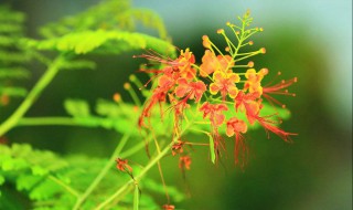 金凤花的花语是什么（金凤花毛茛花语）