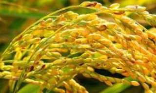 小麦和大米哪个营养高 小麦和大米哪个营养高一点