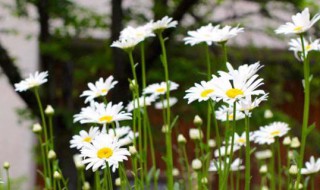 雏菊花语是什么（雏菊花语是什么意思 寓意）