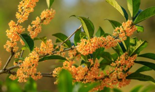 桂花茶怎么做的（桂花茶怎么做的方法）