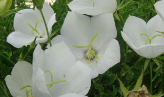 风铃花种子怎么种（风铃花种子种植方法视频教程）