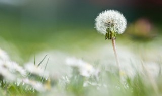 蒲公英的保健食疗吃法盘点 蒲公英蒲公英的吃法