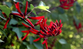 龙芽是什么意思（龙芽檧图片）