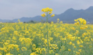 梦见油菜是什么意思（梦见油菜是什么意思周公解梦）