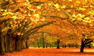 关于秋天的词语两个字 关于秋天的词语两个字的有哪些