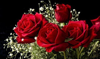 100朵玫瑰花的花语是什么 1000朵玫瑰的花语