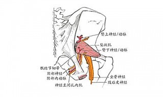 坐骨大孔由什么围成 围成坐骨小孔的是什么