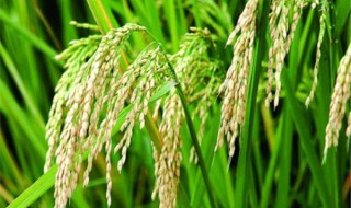 小麦和水稻的区别 小麦和水稻的区别营养