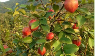 大果红花油茶适应什么地方种植 大果红花油茶树的种植