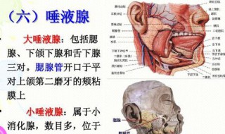 唾液腺受什么神经支配 唾液腺受哪个神经支配