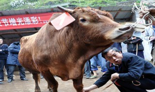 母牛稳栏多长时间可以装（母牛稳栏多长时间可以装料）