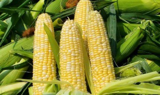 玉米营养成分含量表 水果玉米营养成分含量表