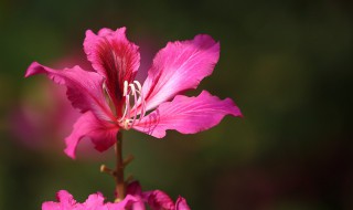 香港省花是什么（香港省花是什么花）