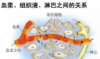 组织液来自于哪里 组织液来源于哪里