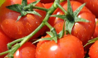 吃番茄能减肥吗 吃番茄能减肥吗晚上吃什么掉称快