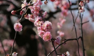 新鲜腊梅花怎么制成茶（新鲜腊梅花怎么做茶）