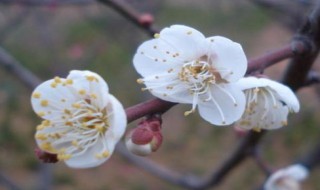 白梅花加玫瑰花功效 白梅花加玫瑰花功效作用