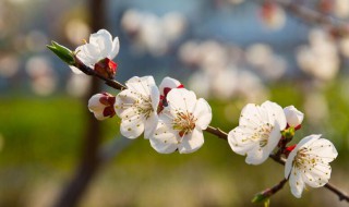 白梅花的寓意 白梅花的寓意和象征