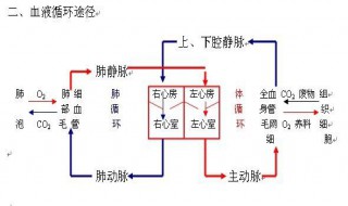 肺循环起始于什么（肺循环起始于什么细胞）