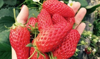 春天草莓种植技巧 春天草莓种植技巧和方法