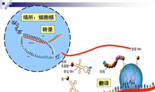 起始密码子位置 起始密码子位置画图