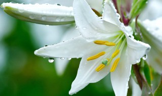 百合花种在室内有危害吗（百合花种在室内有危害吗视频）