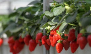 家里怎样种草莓（在家里种草莓怎么种）