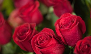 13多玫瑰花的花语 14朵玫瑰花语是什么