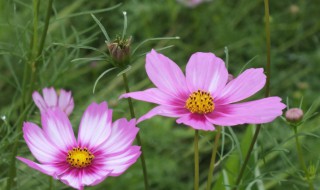 格桑花的花语是什么（格桑花语是什么意思）