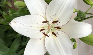 百合花一般送几朵 百合花一般送几朵给朋友