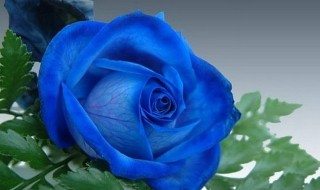 蓝玫瑰花语和寓意 11朵碎冰蓝玫瑰花语和寓意