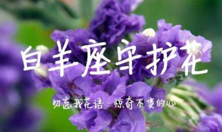 白羊代表的花是什么 白羊座对应的花