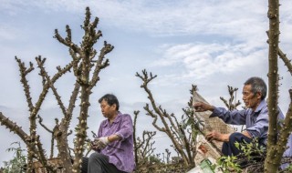 花椒树怎么剪枝 花椒树怎么剪枝视频