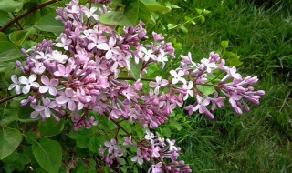 丁香花怎么种植 丁香花怎么种植盆栽