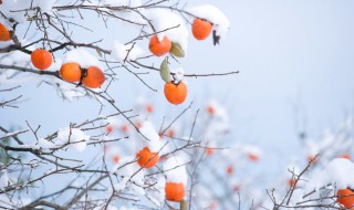 2021立冬时节的经典祝福语 2021年冬至祝福语